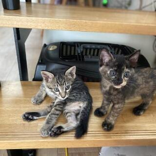 急募 生後1ヶ月半の2匹の子猫たちの画像