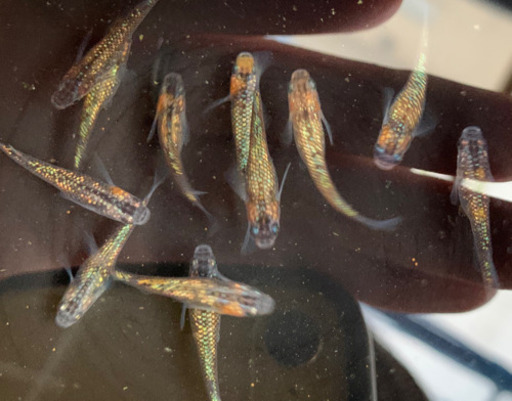 忘却の翼 メダカ 卵 みるきー 梅坪のその他の中古あげます 譲ります ジモティーで不用品の処分