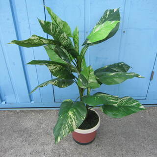 大阪府 茨木市の中古観葉植物が無料 格安で買える ジモティー