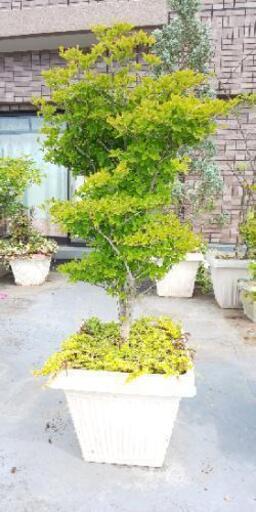 鉢植え ドウダンツツジ 兄 くろぽっち 樟葉のその他の中古あげます 譲ります ジモティーで不用品の処分