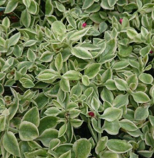 売ります アプテニア ベビーサンローズ ぎんにゃん 高畠のその他の中古あげます 譲ります ジモティーで不用品の処分