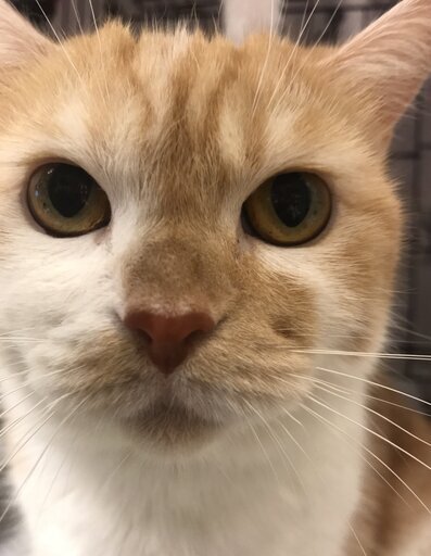 マンチカン短足成猫里親譲渡本文をよくご覧くださいませ アゴはネコ アゴはネコ代々木 代々木の猫の里親募集 ジモティー