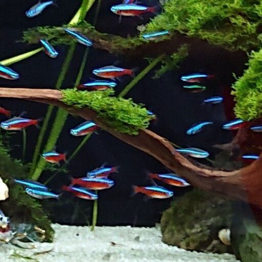 カージナルテトラ 水草水槽 小型魚定番種 ジモティーアクア 宮之阪のその他の中古あげます 譲ります ジモティーで不用品の処分