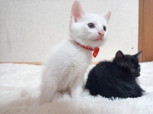 かわいい白猫 と黒猫 の兄妹 生後５０日程度 の里親を募集します たきがわ 町田の猫の里親募集 ジモティー