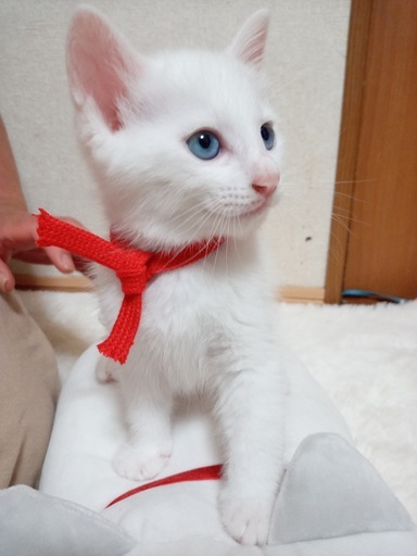 かわいいブルーアイの白い子猫 生後５０日 の里親募集をさせていただきます たきがわ 町田の猫の里親募集 ジモティー