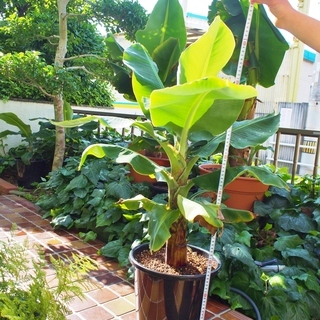 観葉植物　モンキーバナナ