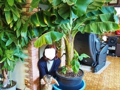観葉植物中苗モンキーバナナ Pooh 松山のその他の中古あげます 譲ります ジモティーで不用品の処分