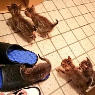 子猫キジトラ5匹 しほ 筑豊中間の猫の里親募集 ジモティー