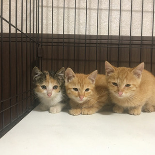 子猫3匹　生後2ヶ月 - 伊勢原市