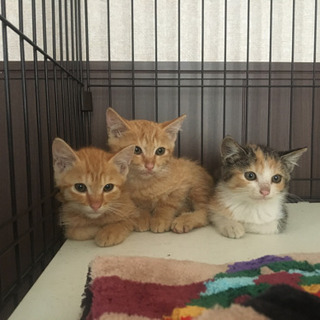 子猫3匹　生後2ヶ月 - 猫