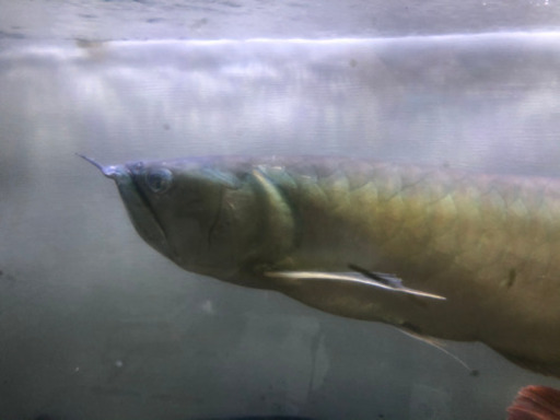 熱帯魚 アロワナ ダトニオ他 【公式通販】