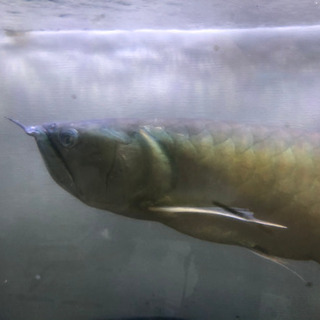 熱帯魚　アロワナ　ダトニオ他