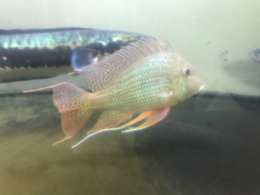 熱帯魚 アロワナ ダトニオ他 【公式通販】