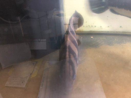 熱帯魚 アロワナ ダトニオ他 【公式通販】