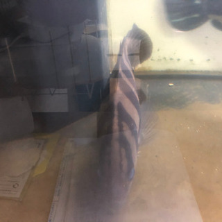 熱帯魚　アロワナ　ダトニオ他