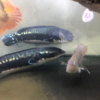 熱帯魚　アロワナ　ダトニオ他