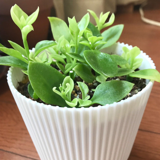 ベビーサンローズ 挿し木 新芽が出てます ちゅんちゅん 船橋のその他の中古あげます 譲ります ジモティーで不用品の処分