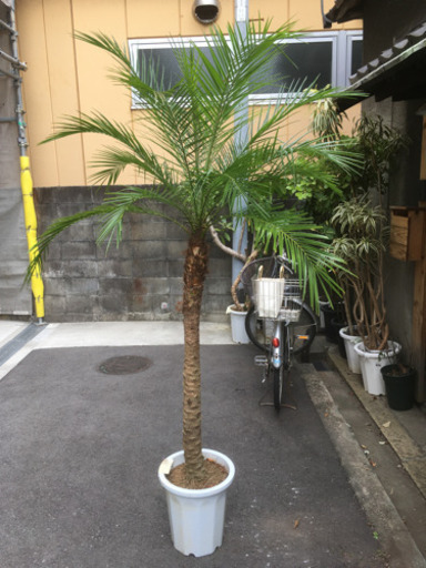 観葉植物　ロベ