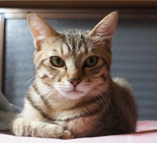 1歳3ヵ月のイケメン猫ちゃんの里親さんを募集しています Tentenmama 金町の猫の里親募集 ジモティー 1歳3ヵ月のイケメン猫ちゃんの里親さんを募集しています Tentenmama 金町の猫の里親募集 ジモティー
