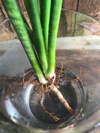 斑入りトラノオサンスベリア1cm5本男前インテリア観葉植物根付き水耕栽培も テンテン 真駒内のその他の中古あげます 譲ります ジモティーで不用品の処分 斑入りトラノオサンスベリア1cm5本男前インテリア観葉植物根付き水耕栽培も テンテン 真駒内のその他の中古あげます 譲ります ジモティーで不用品の処分