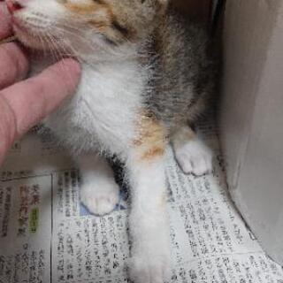 生後1～2ヶ月の三毛猫の子猫を保護しました。 - 名古屋市