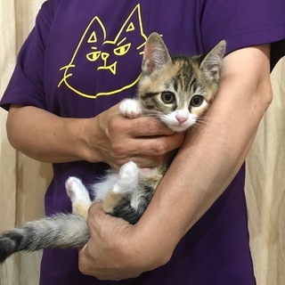 子猫生後２か月4匹の画像