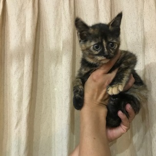 子猫生後２か月4匹 − 岡山県