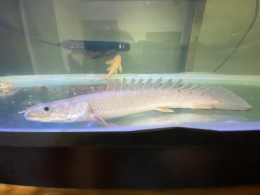 古代魚 水槽
