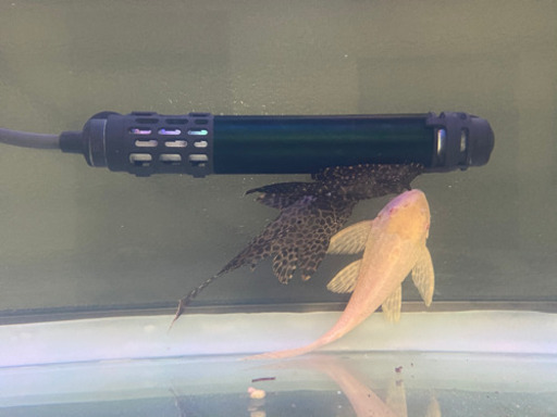古代魚 水槽