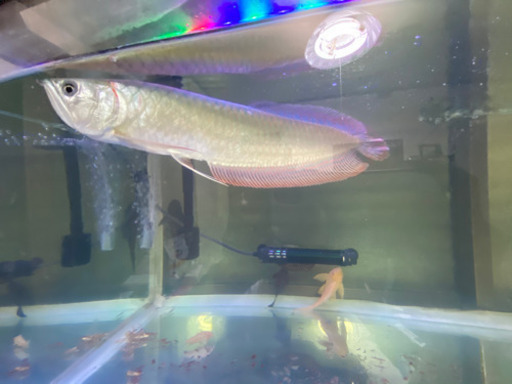 古代魚　水槽