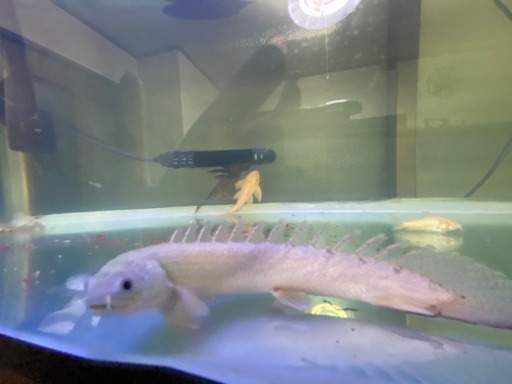 古代魚 水槽