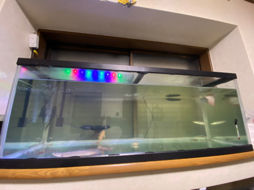 古代魚 水槽