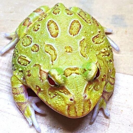 アルビノクラウンウェルツノガエル カエルビバリウムアクアリウム ジモティーアクア 宮之阪のその他の中古あげます 譲ります ジモティーで不用品の処分
