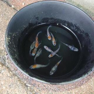  メダカ  針子  稚魚   雲州