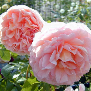 ランキング バラ アブラハム ダービー 商標登録について 苗 Da Er 植物 観葉植物 Oratelecom Com Br