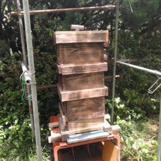 好評につき日本ミツバチ1群の出品です