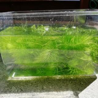 水草　マツモ　金魚藻
