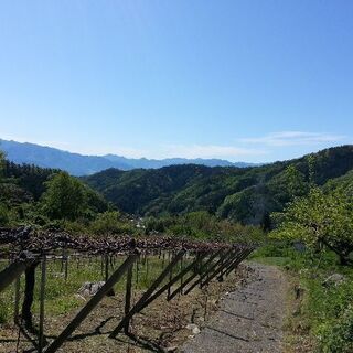 農業体験しませんか(巨峰栽培)