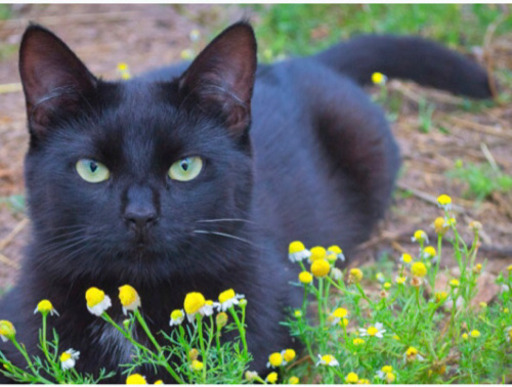 猫好きな方とお友達になりたいです(u003d^x^u003d) (ねこねこ) かほくのその他 