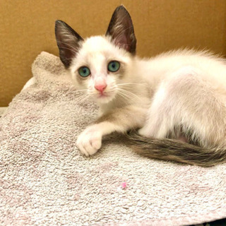 ブルーアイズのかわいいペルシャ猫 生後3ヵ月ほど 男の子 Toooi 備前西市の猫の里親募集 ジモティー