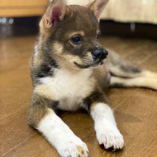 ✨生後3カ月位の子犬✨　里親様決定 - 諫早市