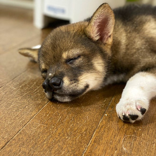 ✨生後3カ月位の子犬✨　里親様決定 - 犬