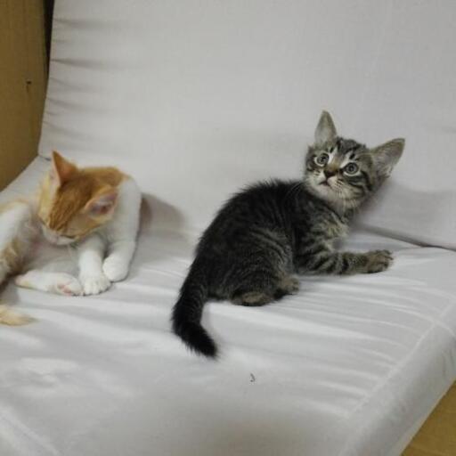 可愛い赤ちゃん猫ちゃん達 ぴげ 国頭の猫の里親募集 ジモティー