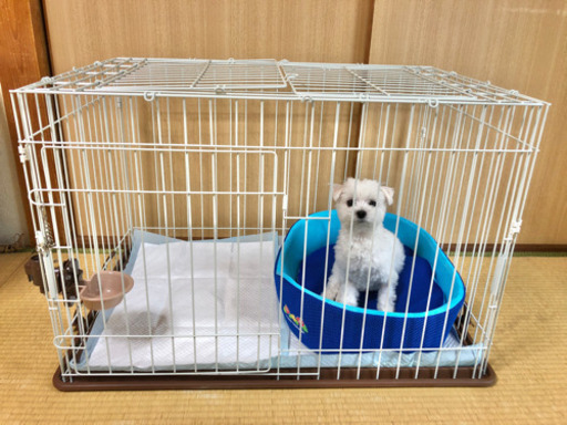 【給水器付き】ペット サークル ゲージ 犬 猫