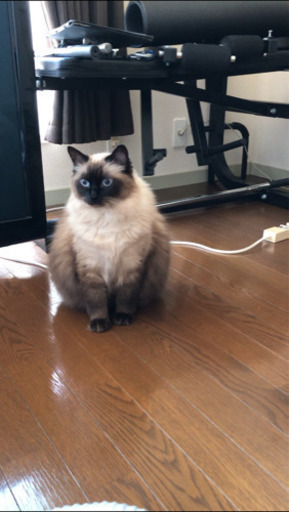 お話中 シャム猫 ヒマラヤン里親募集 Shi 讃岐塩屋の猫の里親募集 ジモティー