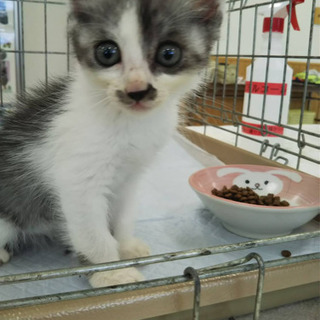 子猫 里親募集 グレー系ハチワレ 女の子♪