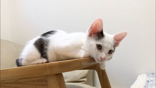 7月4日 土 お見合い会子猫シーズンセカンド に出します 白黒の2匹 男の子 生後2ヶ月半 お見合い会は予約制になります お住まいの地域を書 みたか123 三鷹の猫の里親募集 ジモティー 7月4日 土 お見合い会子猫シーズンセカンド に出します 白黒の2匹 男の子 生後2ヶ月半 お見合い会は予約制になります お住まいの地域を書 みたか123 三鷹の猫の里親募集 ジモティー