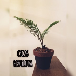 CYCAS REVOLUTA(ソテツ/蘇鉄) 鉢付き 観葉植物　...