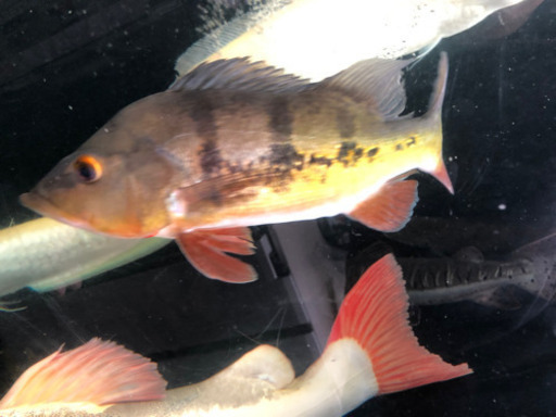 キクラ　ケルベリー約28センチ