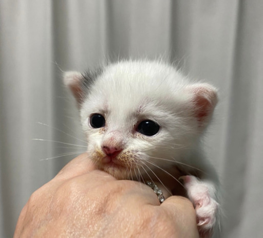 食べちゃいたいぐらい可愛い白ちゃん ねこネットあま 木田の猫の里親募集 ジモティー